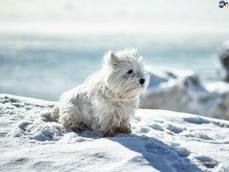 Westie Desktop Wallpaper Dog Breeds Picture