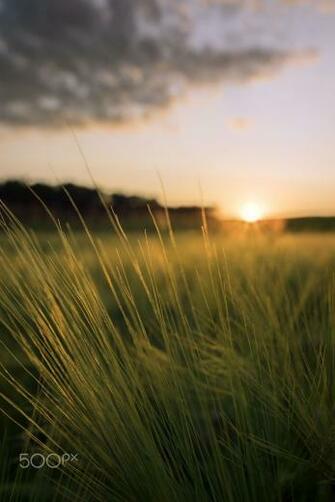 Golden Wheat Agrarian Field In The Summer Evening Atardecer