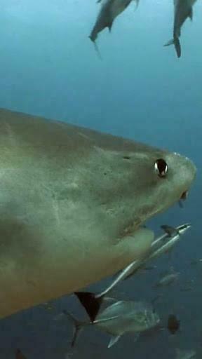 Bigger Real Sharks HD Live Wallpaper For Android Screenshot