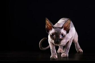 Photo Sphynx Cat Cats Glance Animals Black Background