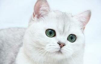 Mobile Screensaver Wallpaper Cats Android