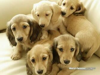 Miniature Dachshund Dog Wallpaper Puppy Picture
