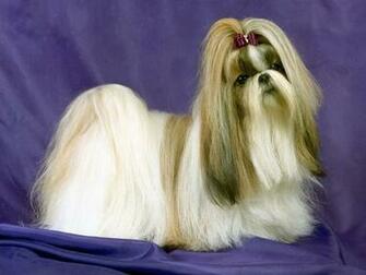 Lhasa Apso Dog Portrait Photo And Wallpaper Beautiful
