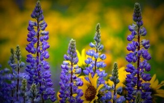 Beautiful Hyacinth Wallpaper HD S