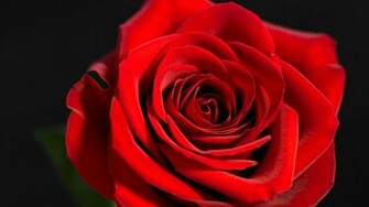 Beautiful Red Rose On A Black Background Closeup Wallpaper And Image