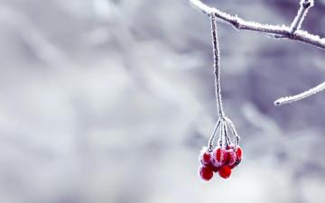 Snow Flowers Wallpaper By Hoatongoc