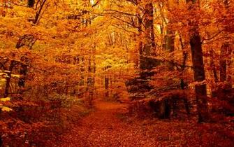 Autumn Wallpaper