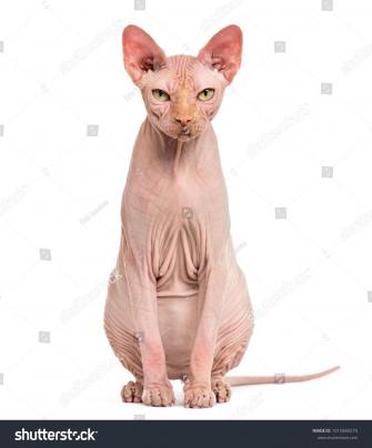 Sphynx Hairless Cat Years Old Against White Backgroundcat