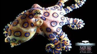 Blue Ringed Octopus Wallpaper HD