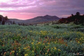 Nevad Spring Meadow Wallpaper Desktop Background