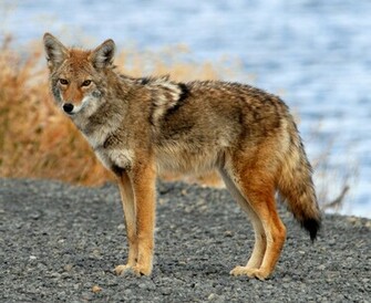 File Coyote Tule Lake Ca Jpg