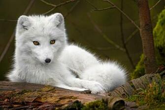 White Wolf Wallpaper HD