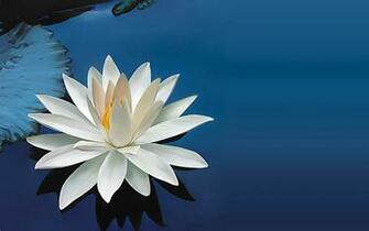 Lotus Flowers Wallpaper HD Topwallpaper