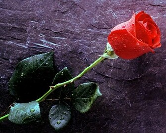 Single Red Rose Fresh Wallpaper Pc Screen