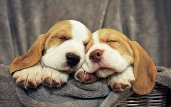 Animals Jpg