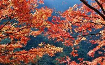 Japan Autumn Season Leaves Wallpaper