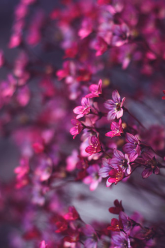Pink HD Wallpaper