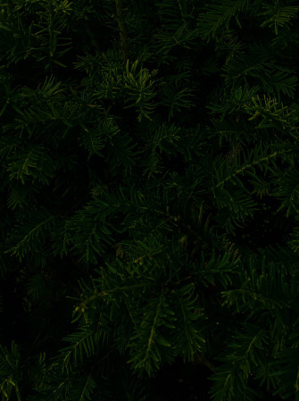 Aesthetic Wallpaper