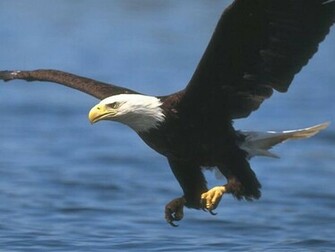 Wallpaper Bald Eagle