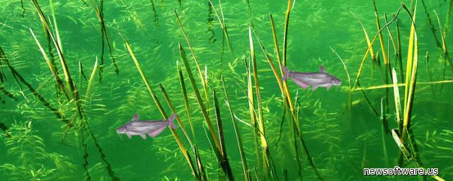 Flathead Catfish Wallpaper Blue
