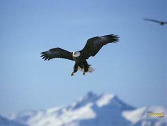 Youwall Flying Eagle Wallpaper