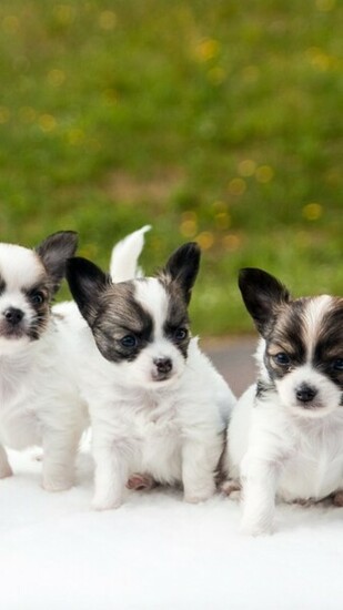 Chihuahua Puppies