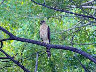 All Wallpaper Cooper S Hawk HD