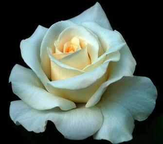 Roses From Princess Yorkshire Rose HD Wallpaper Flowers