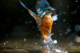 Kingfisher Birds HD Wallpaper