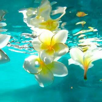 Water Plumeria 4k Wallpaper
