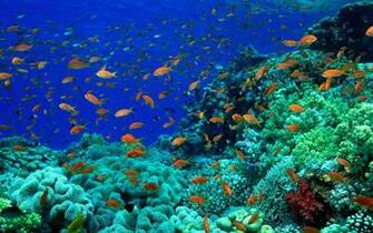 Deep Sea Wallpaper