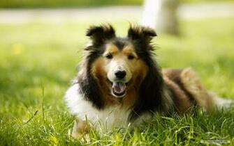 Animal Wallpaper Lovely Dog Baby