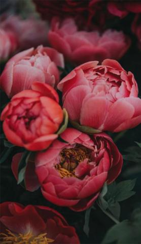 Bright Pink Peonies Idea Wallpaper iPhone Color