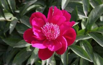 Flower Picture Peony Desktop Wallpaper