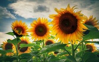 Stunning iPhone Wallpaper Wonderful For Your