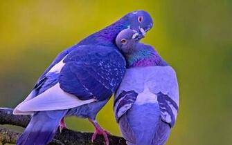 3d Love Birds Wallpaper HDlovewall Tool Shed