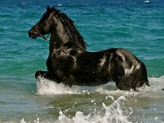 Black Horse In Water HD Wallpaper Happy