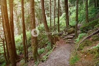 Hiking Forest Path In Sunny Day Trail Old Background