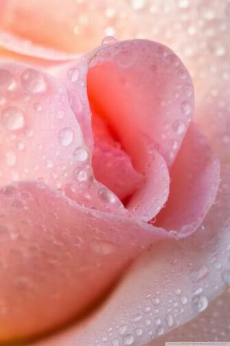 Water Drops Light Pink Rose 4k HD Desktop Wallpaper For
