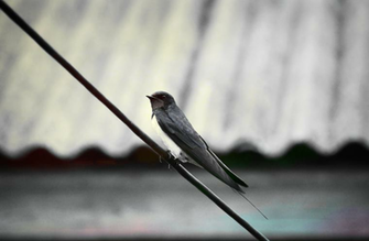 Swallow Wallpaper By Olliesky