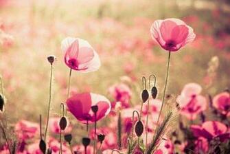 Flower Vintage Wallpaper My Phone