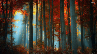Fall Aesthetic Desktop Wallpaper On
