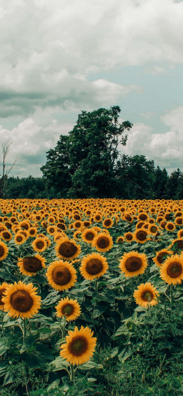 Captivating Sunflower Image For Your Aesthetic iPhone Wallpaper