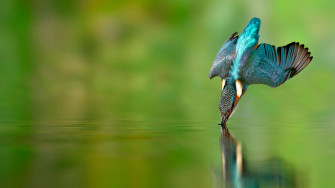 Flying Bird Kingfisher Wallpaper
