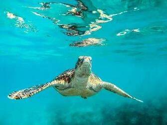 Blue Reflect Swim Aquatic Turtle