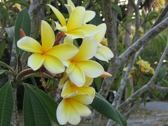 Frangipani Plumeria Temple Flower