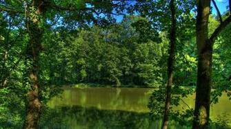 High Definition Percent Quality Soothing Green Paintings
