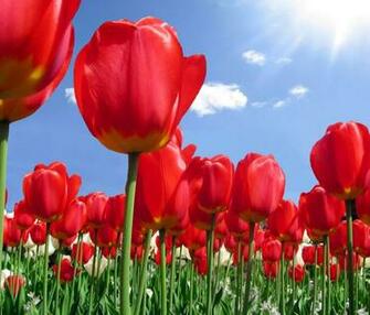 Flower Background For Android Tablets Tablet Wallpaper