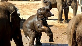 Baby Elephant Wallpaper For iPhone Gallery