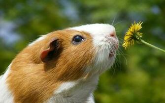 Hamster Desktop Animal Animals Wallpaper HD